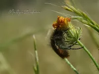 [Glaphyridae]